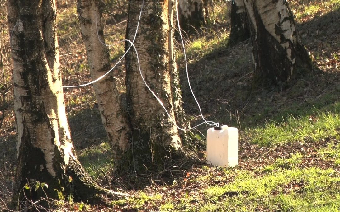 La récolte de sève de bouleau au Domaine du Bûchon